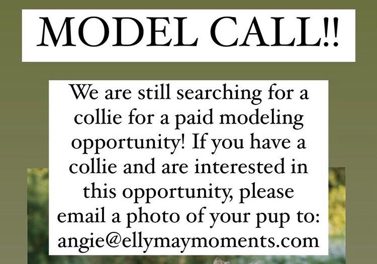 ellymaymoments's tweet photo. Hey #KansasCity we are looking for an adult collie to model ASAP! #dogsofkc #kcmo https://t.co/mSZZVwZejG