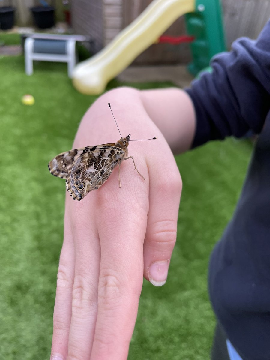 LPmaths's tweet image. Oliver has a friend #butterflygarden #scienceathome @GlowwormsStF @Rob_Dray