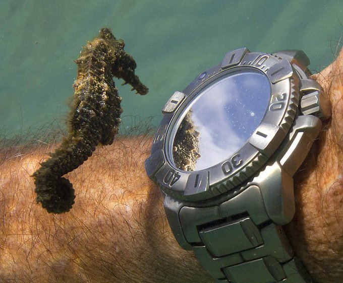 In this remarkable capture by Don McLeish in 2012, a seahorse checks out a diver’s watch (and its own reflection) underwater [source: buff.ly/3dyxeBT]