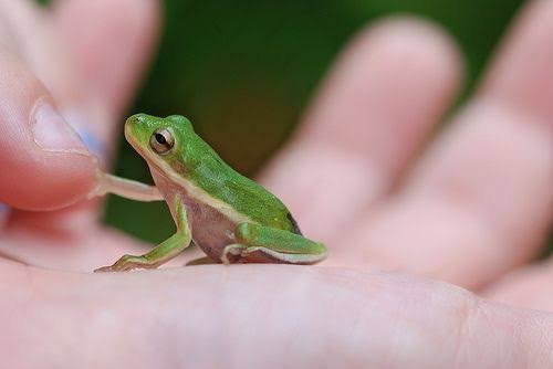conconcool's tweet image. frog loaf / 蛙の香箱座り
🐸カエルはホント可愛い💚