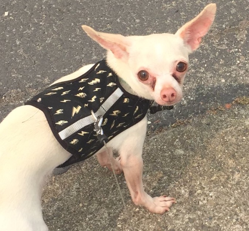 BeedleCharms's tweet photo. For anyone who's order is arriving late-

Sorry I had to order new bubble mailers and wait for them to arrive! My dog peed on the old ones so. Yeah. Thanks Ziggy. https://t.co/uQNXDthP6q