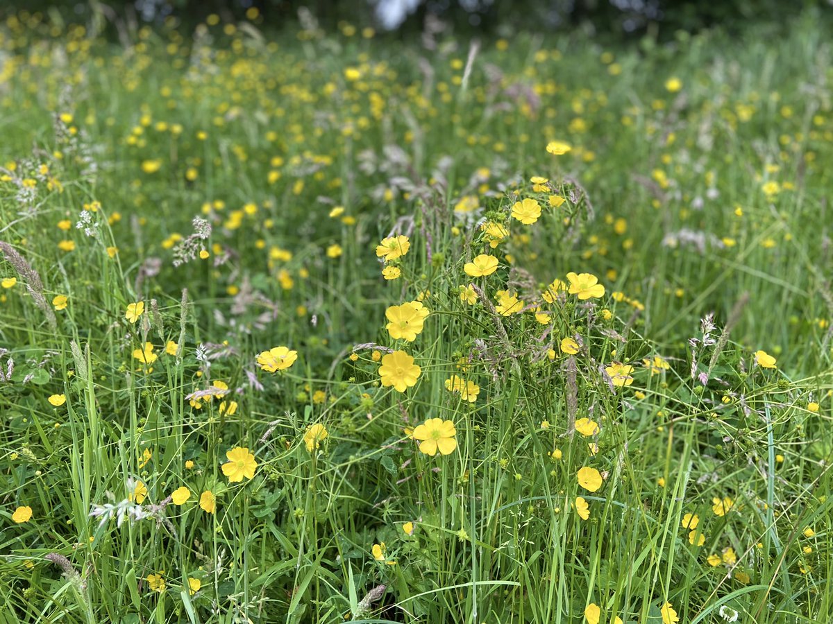 sarafidelia's tweet photo. Day 3 Photography theme - Looked down to see these beautiful buttercups
#summermeadows #walkingfromhome #VWBF2021 #NorthantsWellbeing @ourNHCP 🌼 https://t.co/VFY4tFQyZe