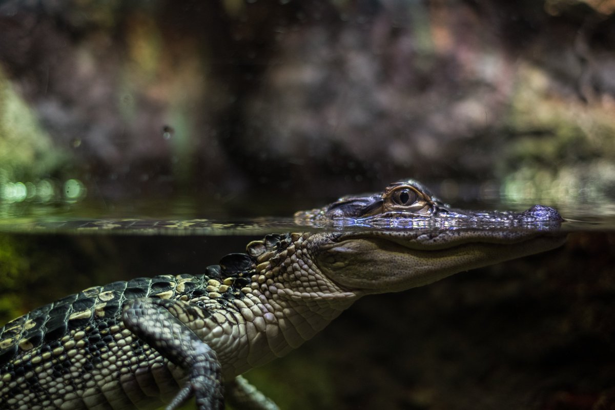 Psst... 👀 It looks like there is only ONE spot left each in next week's Summer Camp at Vaughan and Whitby. 

Make today your lucky day - hurry over to reptilia.org to snag those last minute slots! 

📸 Lance Anderson