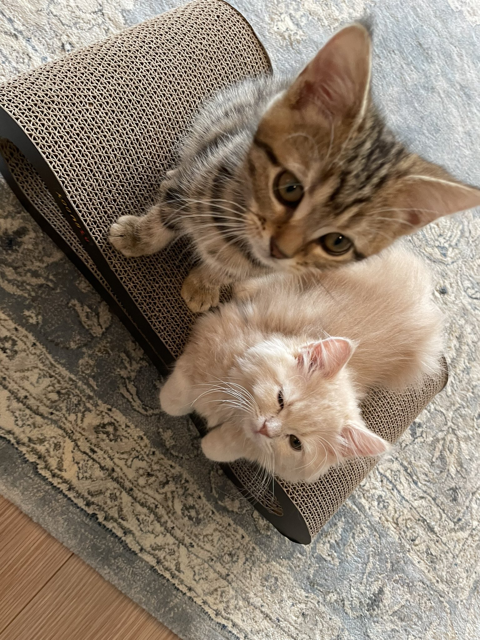 アメリカンショートヘア子猫 Twitter Search Twitter
