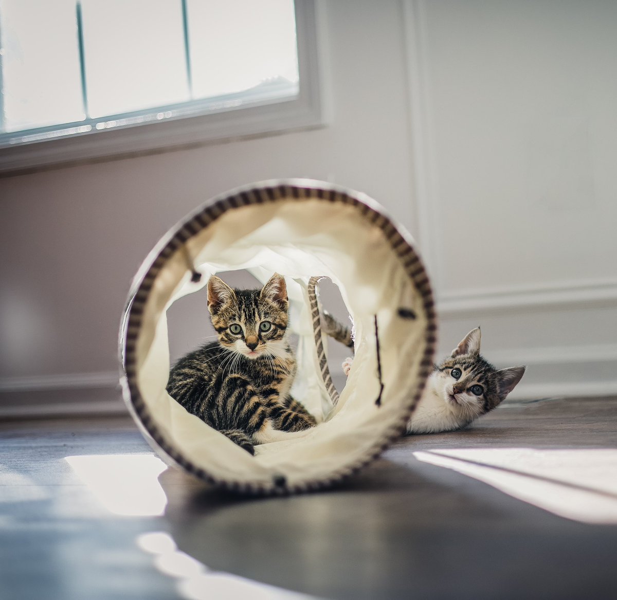 jennifercwebb's tweet photo. These two beautiful kittens are up for adoption @YWACpets! They have been an absolute joy to foster. Theodore loves kisses and snuggles! While Eloise  is more reserved but loves to play and snuggle next to her person! Apply in person or online with Young Williams! https://t.co/KcOIL7G6hI