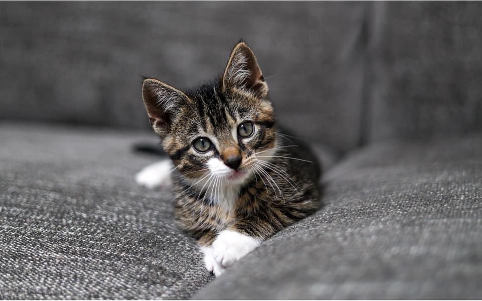 jennifercwebb's tweet photo. These two beautiful kittens are up for adoption @YWACpets! They have been an absolute joy to foster. Theodore loves kisses and snuggles! While Eloise  is more reserved but loves to play and snuggle next to her person! Apply in person or online with Young Williams! https://t.co/KcOIL7G6hI