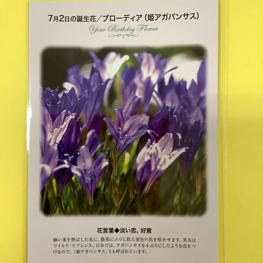 紀伊國屋書店 梅田本店 誕生花ポストカード 7 2の 誕生花 は ブローディア 姫アガパンサス 散形にユリに似た菫の花を咲かせるそうですよ 英名はワイルド ヒアシンスです 花言葉 は 淡い恋 好意 只今文具売り場にて 誕生花ポスト