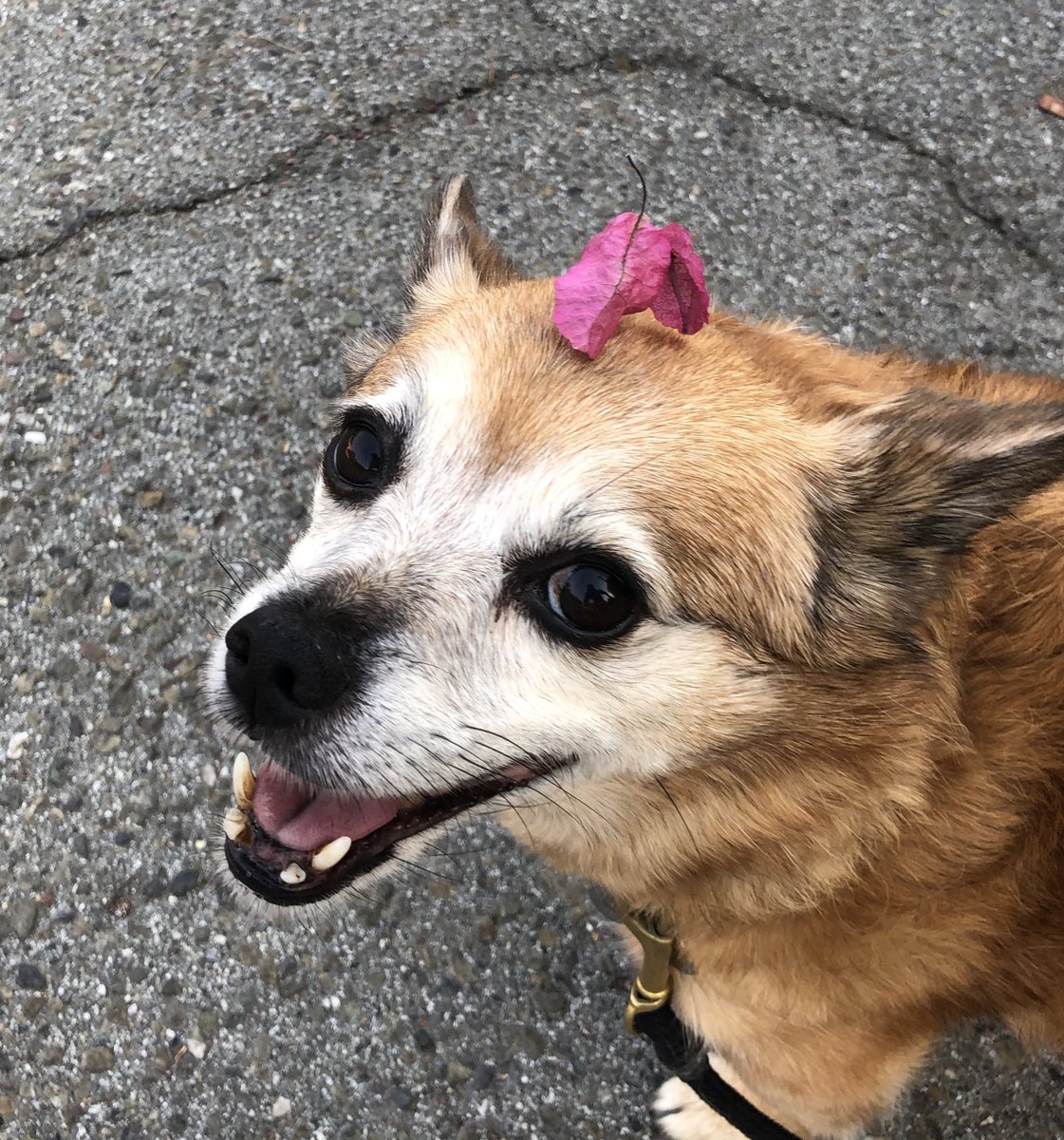 @dog_rates That’s an awesome hat. Here is Minnie with her Bouganvillea hat 👒