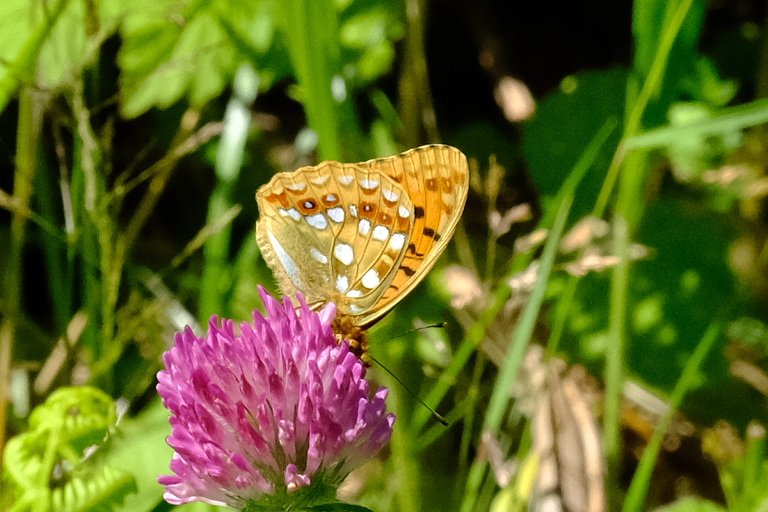 Cumbria Butterfly Conservation tweet media