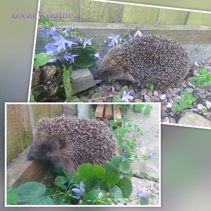 My garden has attracted so much local wildlife... but so glad I got a visit from this little one... x #wildlife #WritingCommunity #story #wildlifephotography #Local #PHOTOS #hedgehogs #Hedgewatch #authors