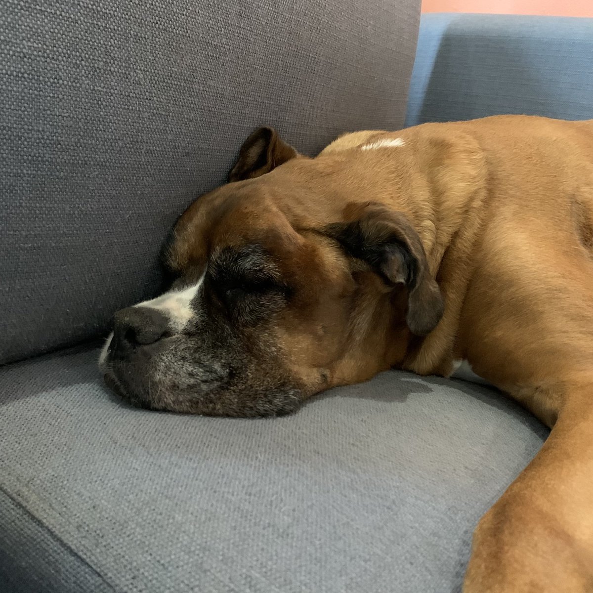 kerryc83's tweet photo. Tomorrow we are going to start watching “a dog for life” #HillsDogForLife on @NetflixSA and I hope this one can stay awake for it 💙🐾 https://t.co/YCSD7mFSCj