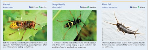 AlleynCourtFrst's tweet photo. Do you need help identifying that insect you have photographed- don't worry - you can just ask an expert: https://t.co/CKSIE9bsRQ
#ACPhotography
#InsectWeek21 https://t.co/Tr16tNkNBy