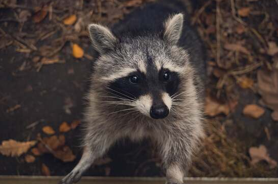 marillion13's tweet photo. Be like a #TrashPanda #Raccoon: #WearAMask, #WashPaws regularly and keep a #MinimumDistance to other peeps. Be #COVID19 compatible.
π¦π¦π¦π€£π€£π€£π·π·π·π³οΈβππ³οΈβππ³οΈβππππ https://t.co/bwjWKbBBFq