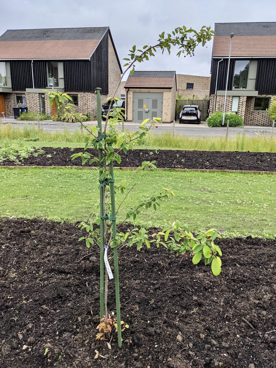 Ailgop's tweet photo. Finally in its forever home - Oriana’s fabulous Tree! Lovingly cared for by the Clay Farm Garden community 💕 @CamCanopyProj #BetterLateThanNever #CamTreeChallenge https://t.co/aYYHPnQODk