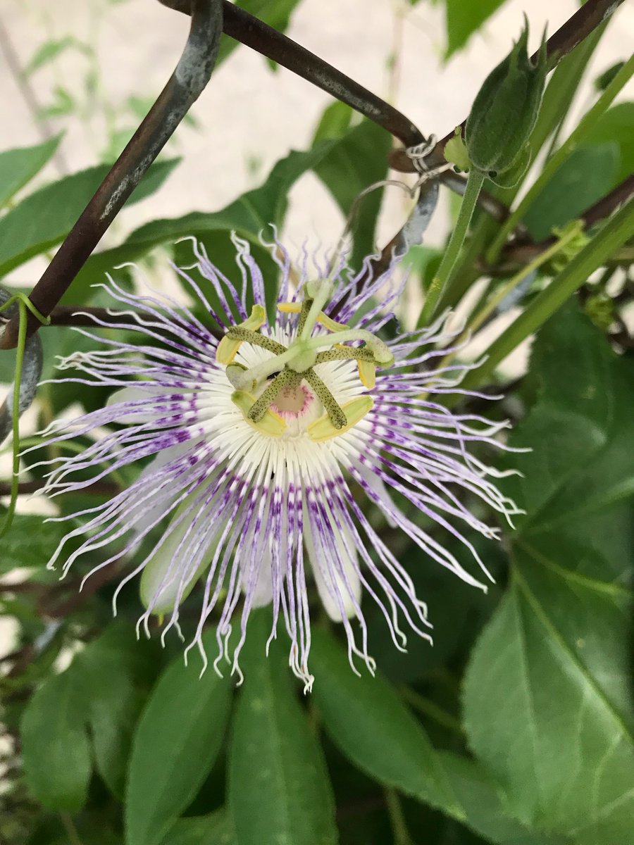 We are closed from July 2-4.  We hope you have a wonderful Independence Day with your families and we will see you next week!