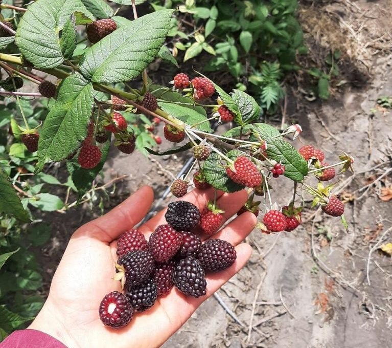 AgriculturaEc's tweet photo. #Tungurahua | ¡Impulsamos la creación de #EmprendimientosRurales! 22 productores de #mora de la Asociación @MoraAsoprocamor de #Tisaleo, son acompañados por el Proyecto #Dinaminga en procesos de comercialización así como emprendimientos de elaboración de vino. https://t.co/NnMLPiCQ6f