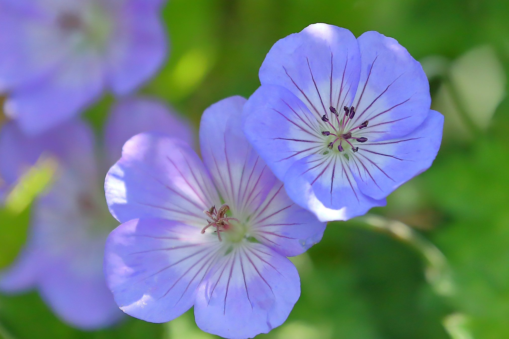 See Pastel Piano S Tweet Twitter