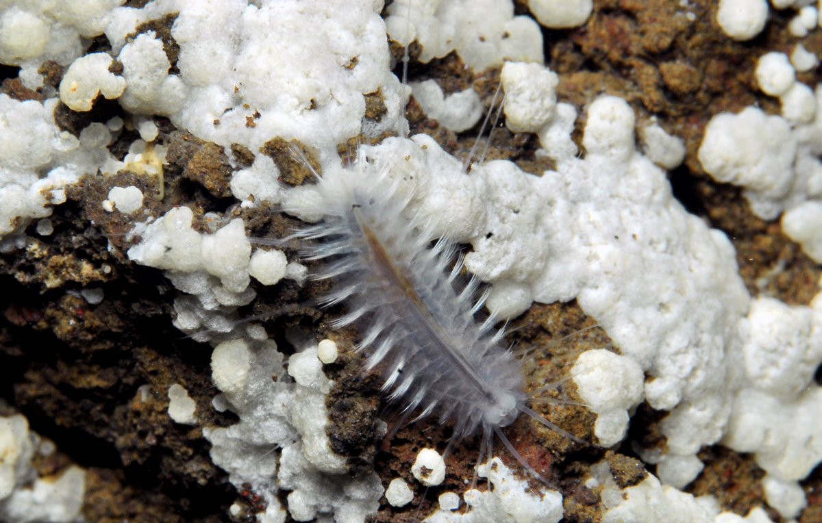 Happy International #PolychaeteDay with the spectacular cave polynoid Gesiella jameensis from Túnel de la Atlántida! Photo courtesy of Juan Valenciano and <a href="/UllAmartinez/">Alejandro Martínez García</a>.