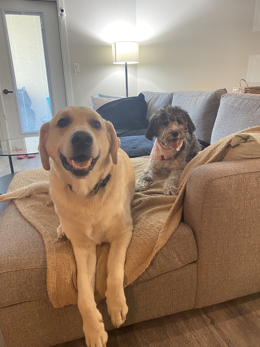 haileydeyaegher's tweet photo. Another day another golf course played with @grainman44 + @jennmckay19 while the pups chill in the air conditioning https://t.co/gWPAjF2KA2