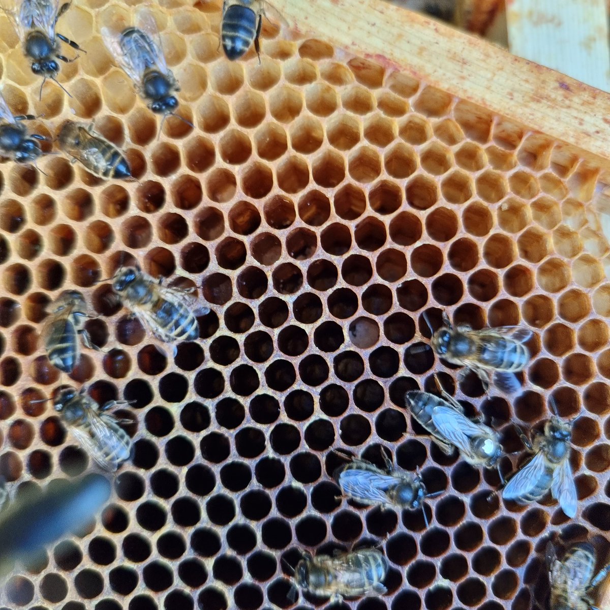 broightergold's tweet photo. There is always only one Queen Bee! 🐝 

#beekeeping #hobbybeeker #blackbees #farmers #farmerswifelife https://t.co/o8BQTzZXGP