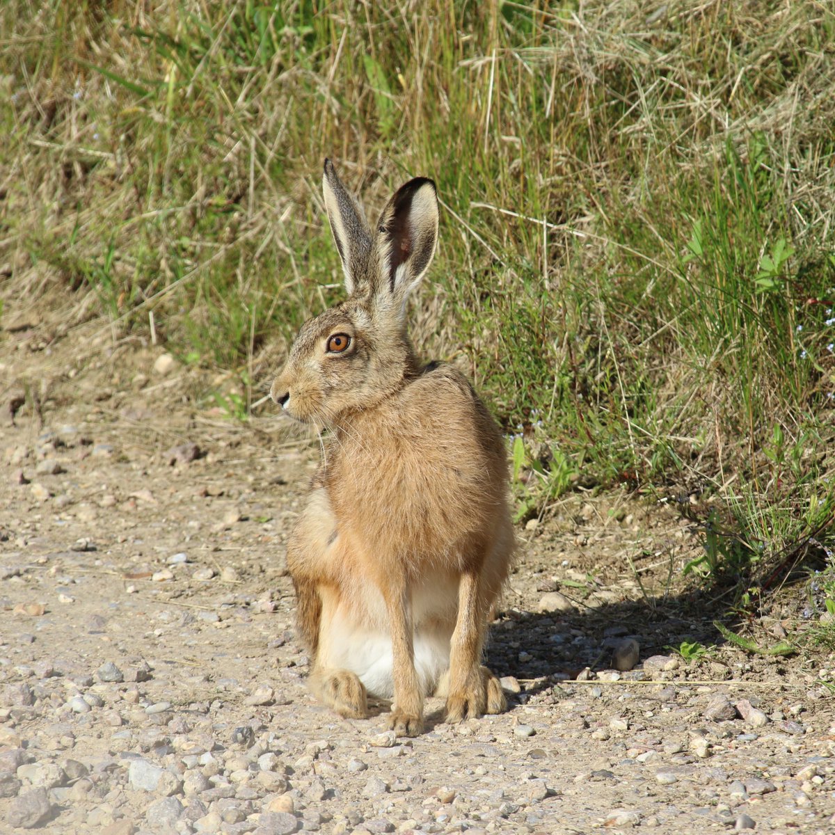 Now that #30DaysWild is over I can get back to wandering around #NatureReserves with my📸 favourite of the day was this close encounter with a Hare at Hide near Billets Farm #Abberton it sensed I was there but I was looking down from an angle😀 @EssexWildlife