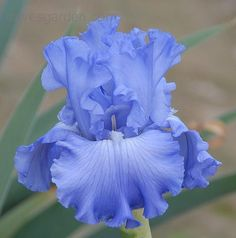 JulieParker144's tweet photo. I love this color. Flowers are so fabulous. #flowerfanatic #uplift @youareaceo https://t.co/o9Ml8WcH0G