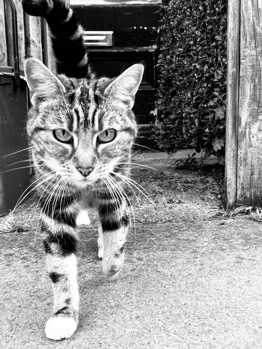 RichMonochrome's tweet photo. On the Prowl. 10/10. +1 for nice stripes, +2 for #purrfect whiskers, +3 for welcoming head #boop @thecatreviewer #cat #catstagram #friendlypets #blackandwhite #monochrome https://t.co/zMUNUef8en