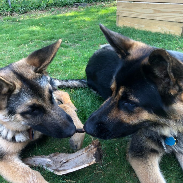 ShepherdMomEva's tweet photo. A stick good enough to share❤️

#dog #dogs #doggy #dogoftheday #doglovers #dog_features #doglover #doglife #puppy #puppylove #puppyoftheday #puppydog #gsd #dogsoftwitter https://t.co/JwDYcpRmCG