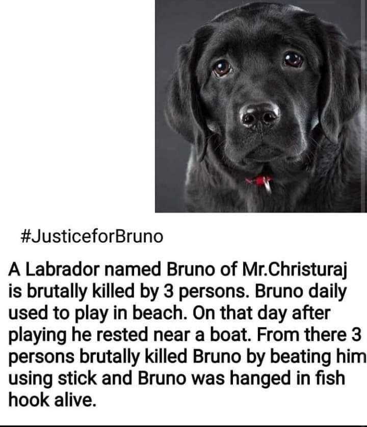 AkashPandya1324's tweet photo. #JusticeForBruno 
 @PetaIndia @CMOKerala @PMOIndia @narendramodi @RNTata2000 @peta @AnimalAid_India https://t.co/eqDFTrFB52