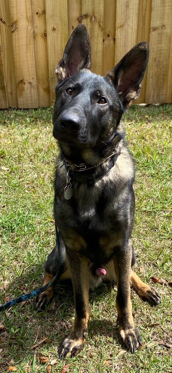 ShepherdMomEva's tweet photo. This is Jackson. He’s 1. A shredder of beds and destroyer of crates.

#dog #dogs #doggy #dogoftheday #doglovers #dog_features #doglover #doglife #puppy #puppylove #puppyoftheday #puppydog #gsd #dogsoftwitter https://t.co/kR7k6Ld2lM
