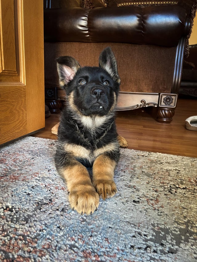 ShepherdMomEva's tweet photo. Meet Link!❤️

#dog #dogs #doggy #dogoftheday #doglovers #dog_features #doglover #doglife #puppy #puppylove #puppyoftheday #puppydog #gsd #dogsoftwitter https://t.co/MavRGMdNjt
