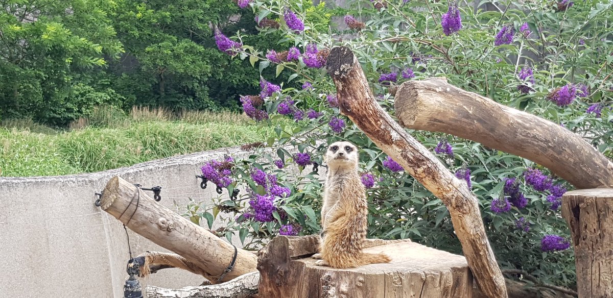 13Choupie's tweet photo. Zoo de vincennes !!! https://t.co/NkSPOmzrGw