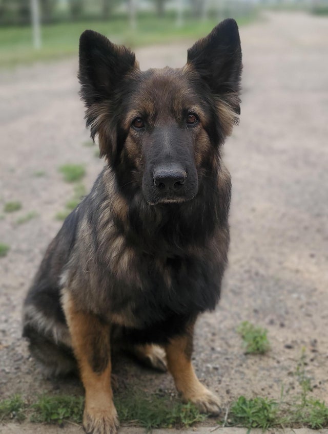 ShepherdMomEva's tweet photo. Schatzi ready for any adventure.

#dog #dogs #doggy #dogoftheday #doglovers #dog_features #doglover #doglife #puppy #puppylove #puppyoftheday #puppydog #gsd #dogsoftwitter https://t.co/CBW3NDFqrx