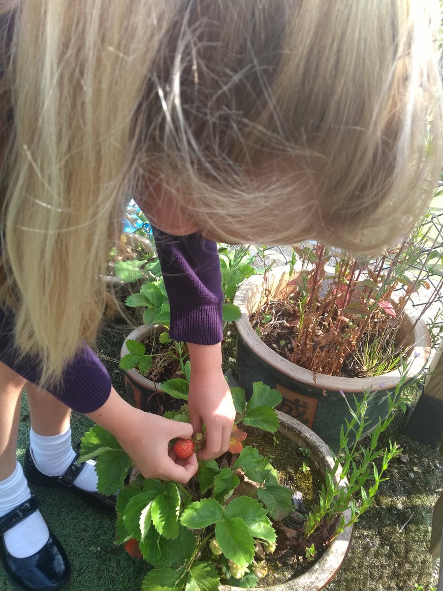 Strawberry picking, harvesting potatoes and planting salad leaves! A very productive gardening club <a href="/EdenhurstSchool/">Edenhurst Prep School</a> <a href="/EPSForm1/">Edenhurst Form 1</a> <a href="/EPSForm2/">Edenhurst Form 2</a> #EPSInspire