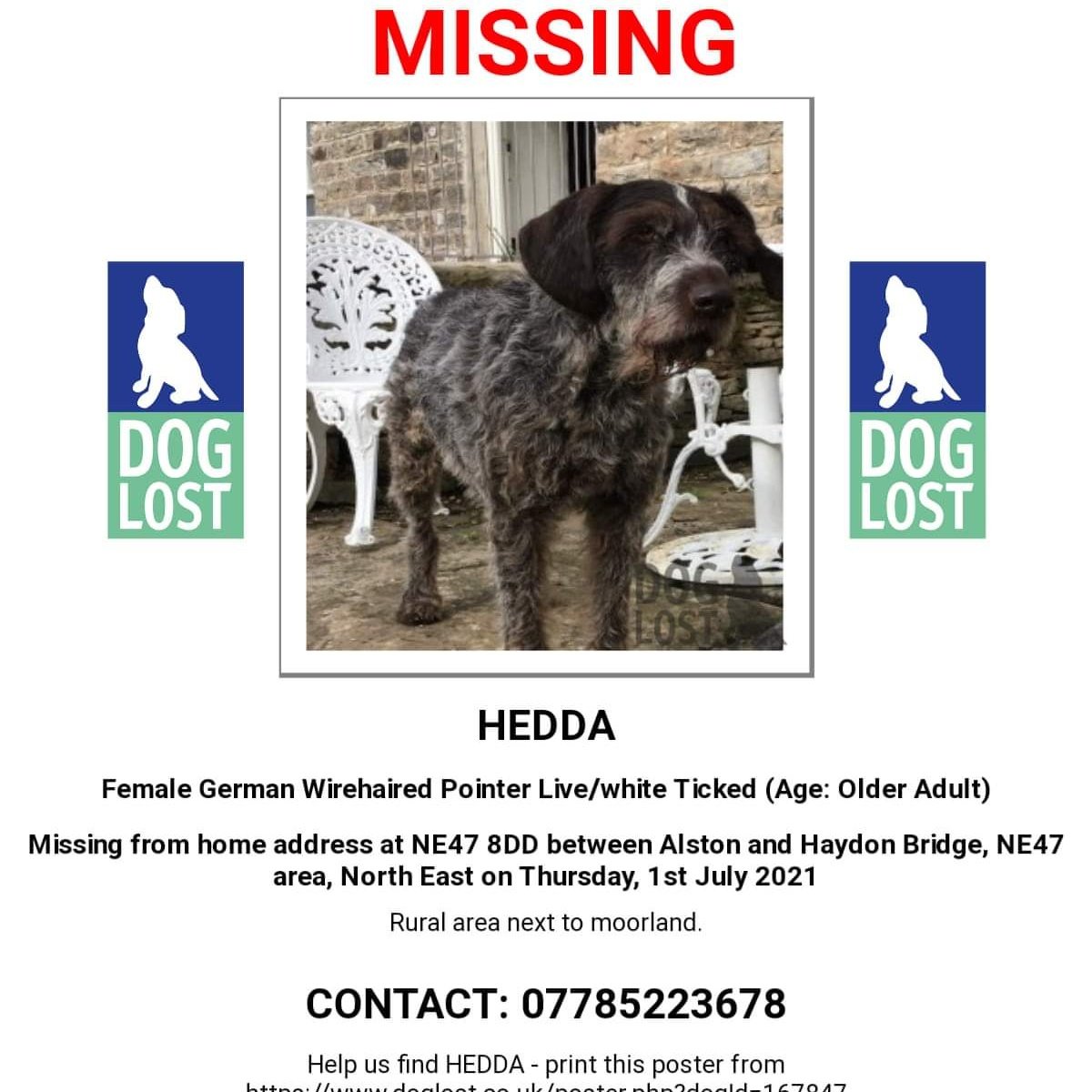 AlanDaffern's tweet photo. Name: Hedda
Breed: #Chipped female Wirehaired #GermanPointer
Marks: Scars on both ears due to surgery
#Lost: 01/07/21
Area: #Missing from home near #Ninebanks between #Alston and #HaydonBridge #Northumberland #NE47 (rural area next to moorlands)
https://t.co/MeopI2gpoW https://t.co/2aH0yYdfqU