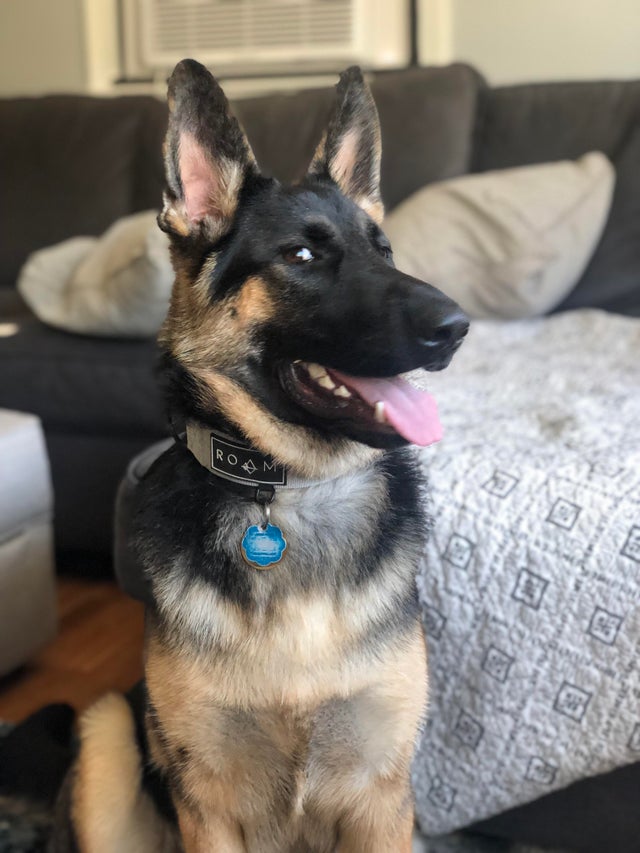 ShepherdMomEva's tweet photo. Bella the toy destroyer 

#dog #dogs #doggy #dogoftheday #doglovers #dog_features #doglover #doglife #puppy #puppylove #puppyoftheday #puppydog #gsd #dogsoftwitter https://t.co/n0qwuMsS2r