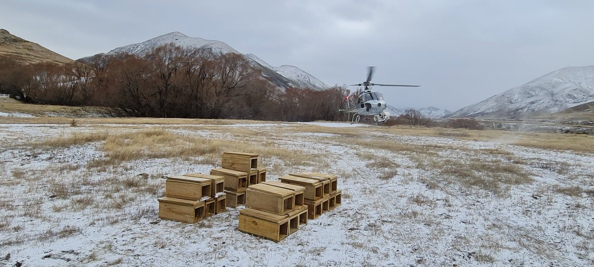 blackpetrelbiz's tweet image. Helicopter help to deploy predator traps along the Waiau Toa/Clarence River to protect black-fronted terns #predatorcontrol #conservation