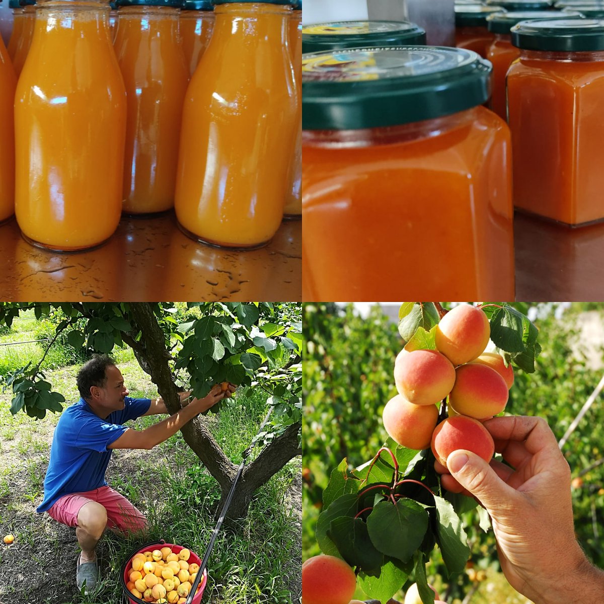 SoftwareGalileo's tweet image. In evidenza: @saporivesuviani: 'Le nostre deliziose #Albicocche si trasformano in #Composte e #Nettare degli Dei...ma le potete ancora raccogliere e comprare ad un prezzo speciale: € 1.50/kg

#Km0 #stagionalità #traccia… , see more tweetedtimes.com/v/3532?s=tnp