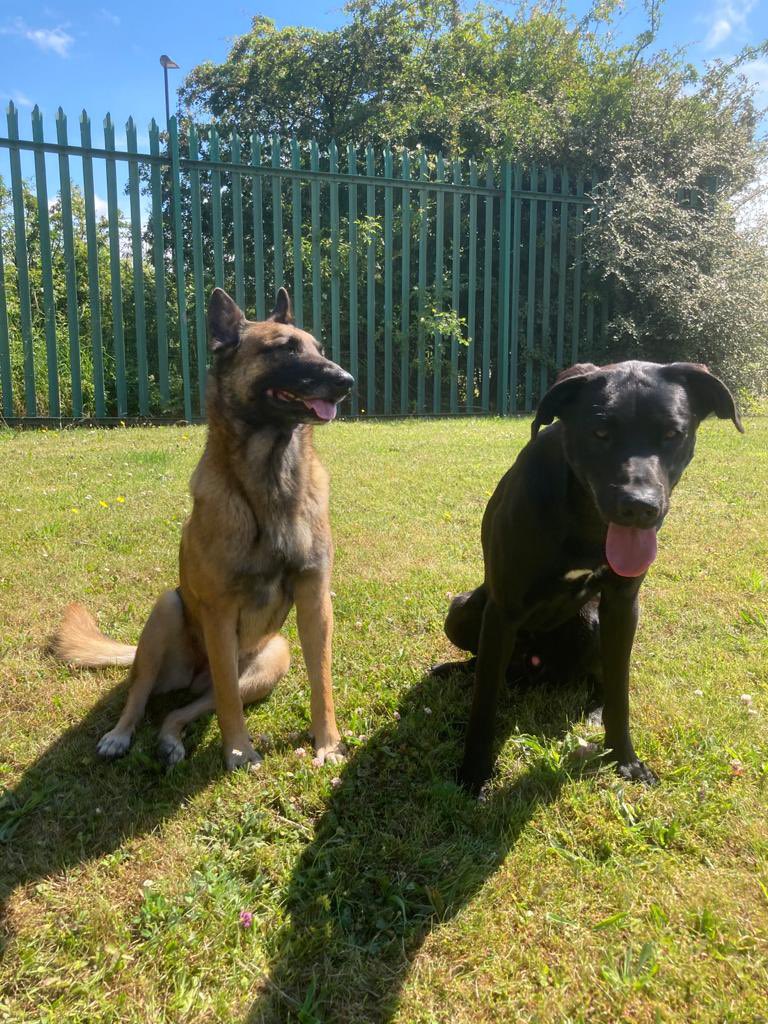 TWFRS_USAR_Dogs's tweet photo. Happy first birthday to our trainee Urban Search &amp; Rescue Dog Merlin 🎂🥳 6 months in and he is doing awesome 🐾 @TWFRS_USAR_Dogs  @USAR_Capability @usar_twfrs @ https://t.co/cXU3wxciYD
