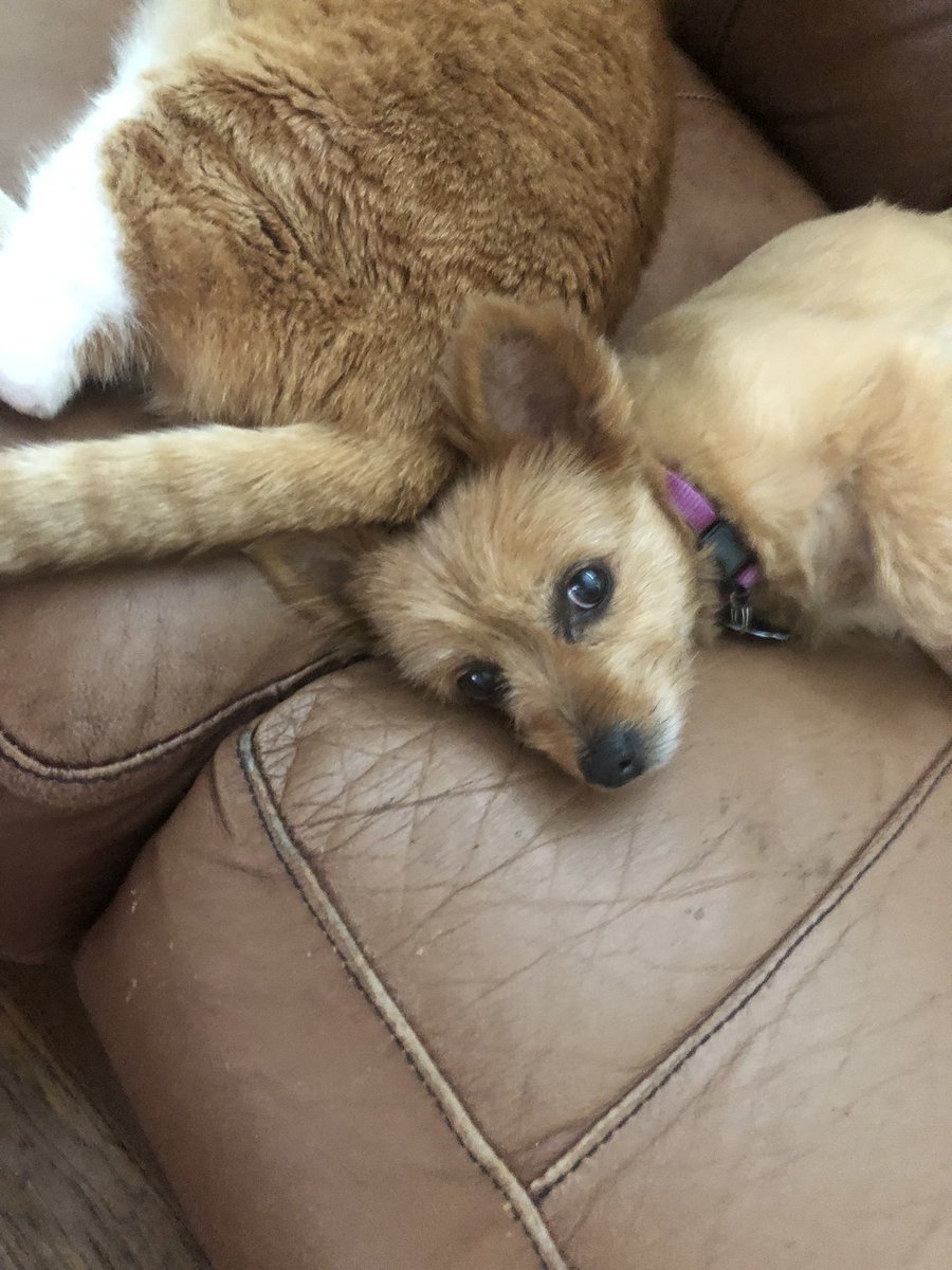 BobTheNinjaCat's tweet photo. It’s official Sadie loves Bob.  His butt is on her head right after he ate chili and she won’t move.  BWAHAAHAA https://t.co/y9z2VCQG1Q