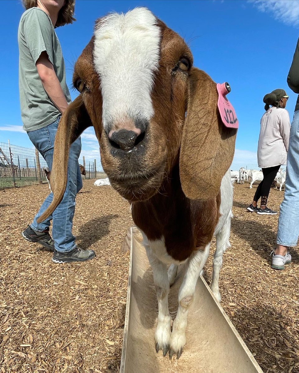 RefugeeGoats's tweet photo. Your feed could use some more llama and goat selfies, so sign up to volunteer with the Utah Refugee Goat project! We are located in Salt Lake and are looking for volunteers to help feed goats a couple times a month. DM or email meganmclaws@utah.gov for more info! https://t.co/oyZPRWQQHC