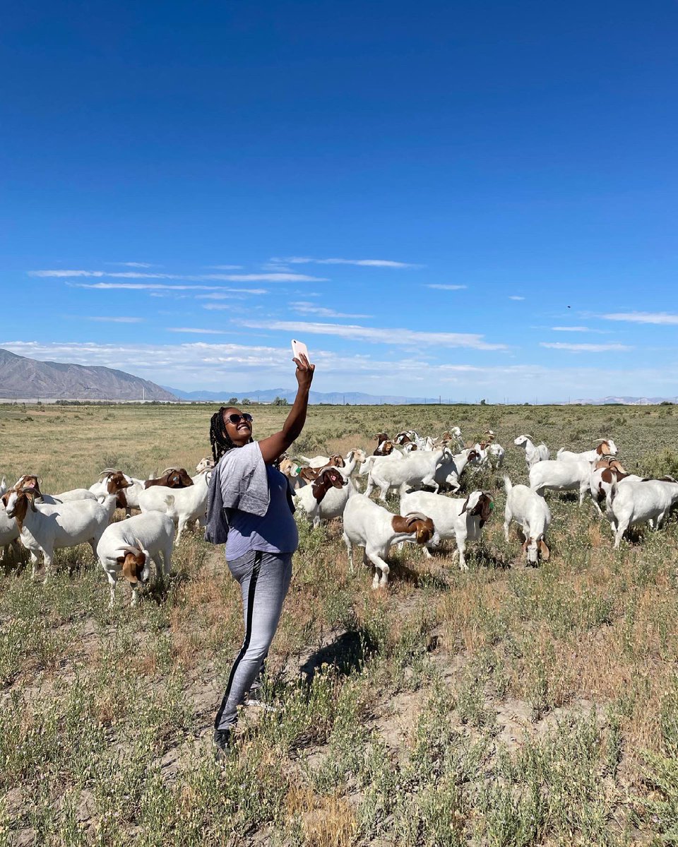RefugeeGoats's tweet photo. Your feed could use some more llama and goat selfies, so sign up to volunteer with the Utah Refugee Goat project! We are located in Salt Lake and are looking for volunteers to help feed goats a couple times a month. DM or email meganmclaws@utah.gov for more info! https://t.co/oyZPRWQQHC