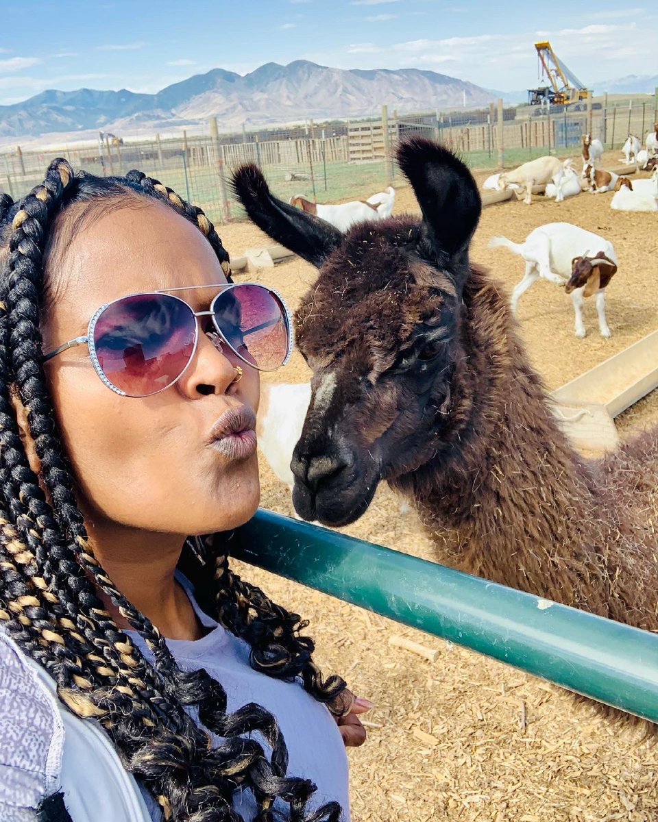RefugeeGoats's tweet photo. Your feed could use some more llama and goat selfies, so sign up to volunteer with the Utah Refugee Goat project! We are located in Salt Lake and are looking for volunteers to help feed goats a couple times a month. DM or email meganmclaws@utah.gov for more info! https://t.co/oyZPRWQQHC