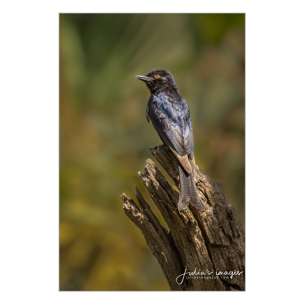 Fork-tailed Drongo.  One from the archives taken on a trip to Ethiopia in 2019.  The drongo is able to mimic the calls of animals and uses this skill to distract meerkats and steal their food.