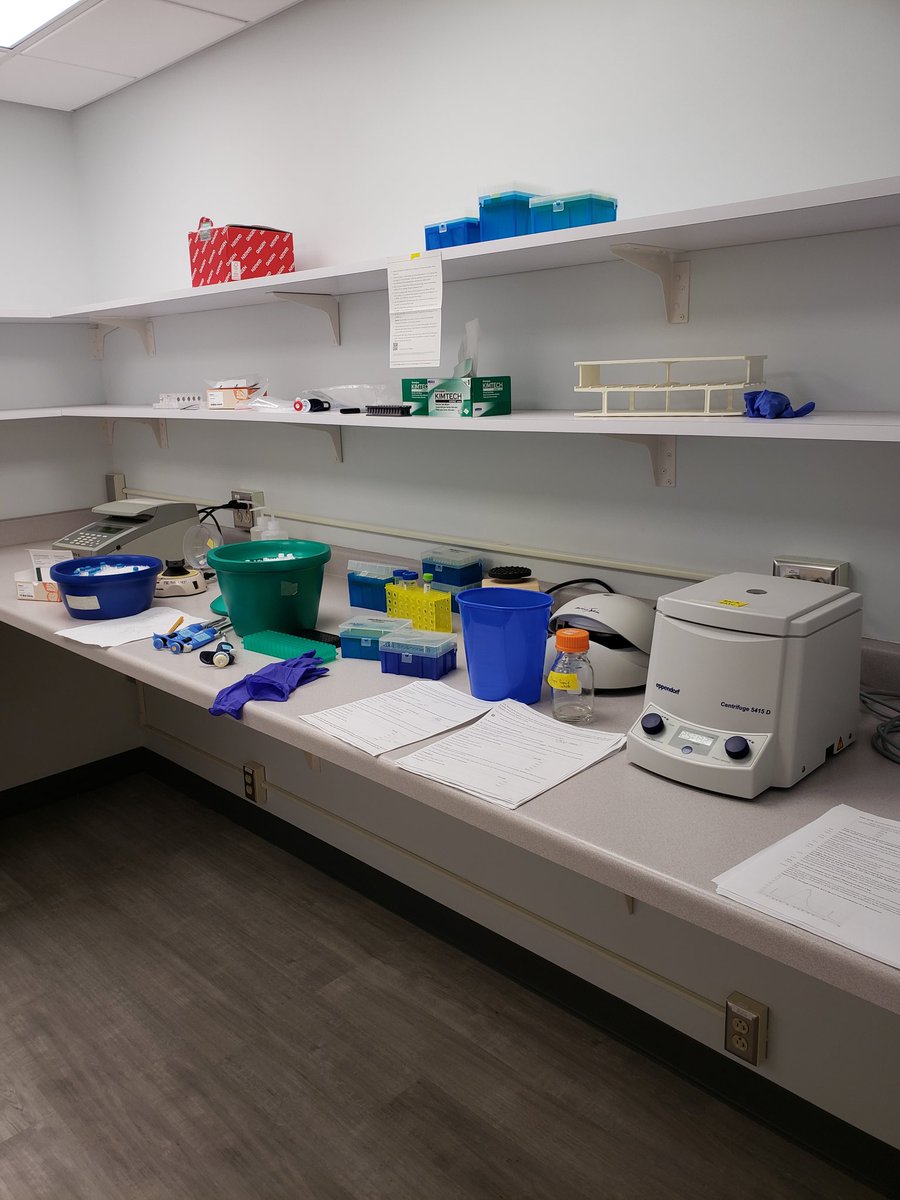 CKulheim's tweet photo. First RNAseq library preps in my new(ish) RNA lab. 12 successful libraries done, 12 to go. https://t.co/W53sR8cTdZ