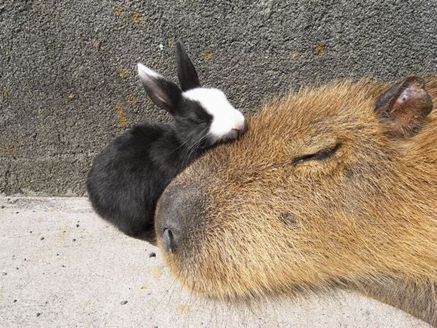 Capybaras are friend shaped