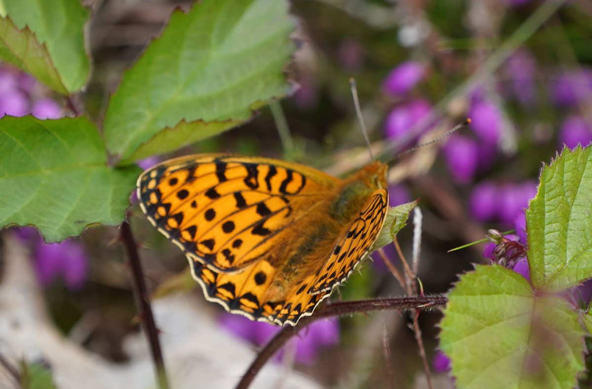 lovely afternoon watching silver-studded blue and other butterflies included dark-green fritillaries on Yateley Common (north sites) <a href="/TBHPartnership/">Thames Basin Heaths Partnership</a> @YCRangers