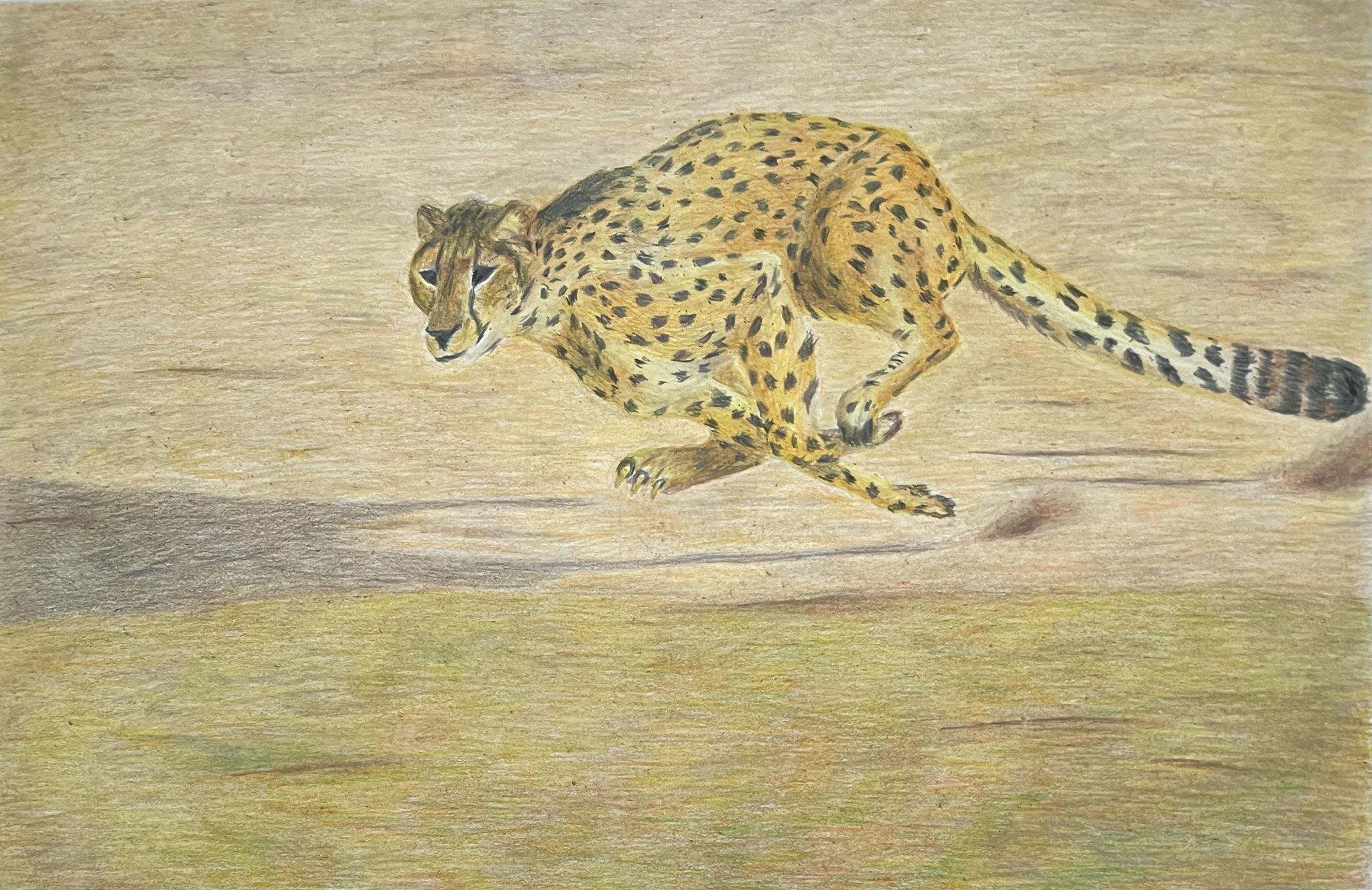 あき せかい Aki Sekai 色鉛筆 色鉛筆画 色鉛筆イラスト チーター 絵描きさんと繋がりたい 動物好きな人と繋がりたい カリスマカラー 完成です T Co Xy9cugwl0f Twitter