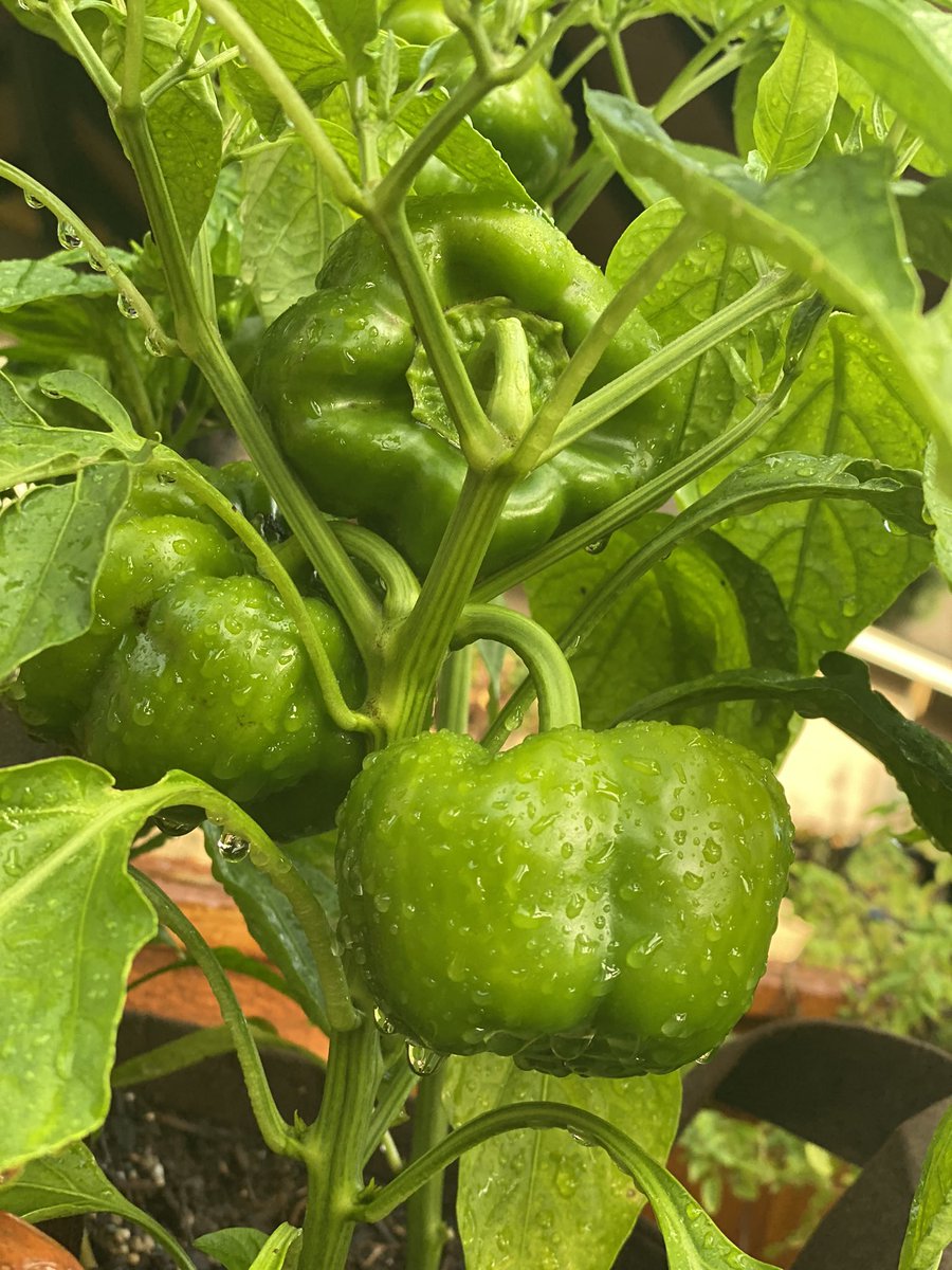 ひより tweet media