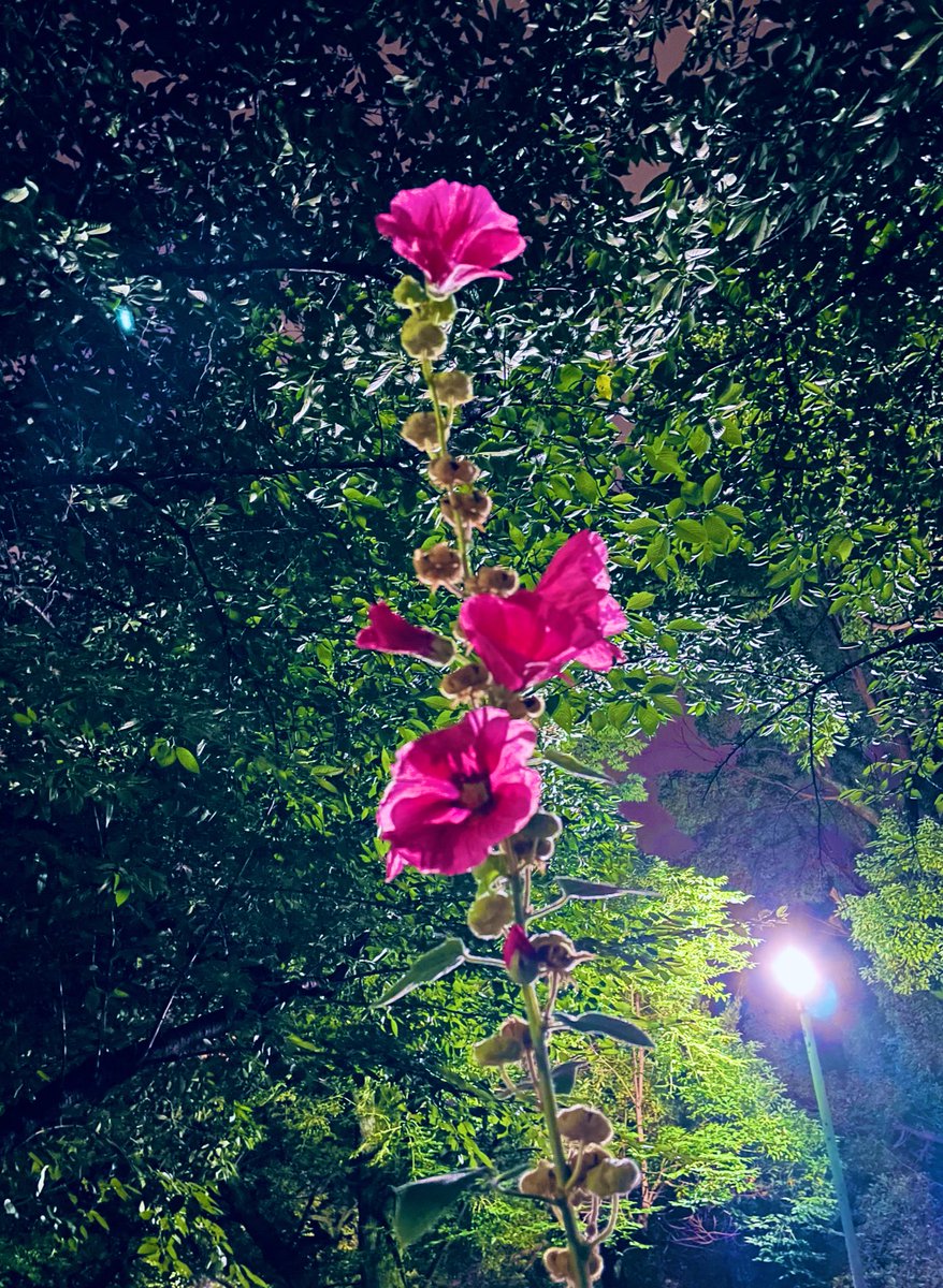 Ramuta_Photo's tweet photo. 夜散歩中にスマホでパシャリ📱

#スマホ写真 https://t.co/vp2mvIbq0p